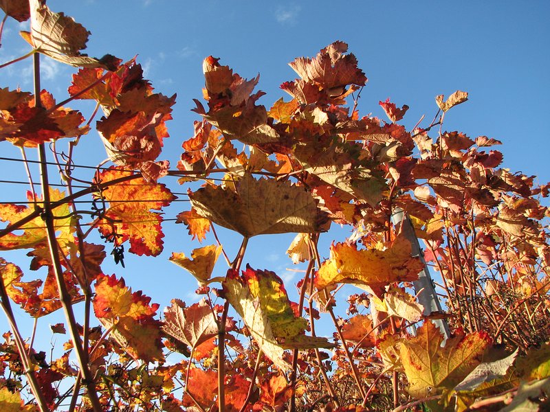 Cabernet Sauvignon Weinreben im Herbst